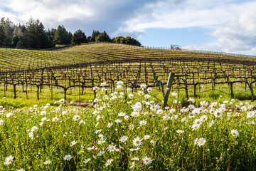 Ox-Eye Daisies Growing Near Vineyards in Dry Valley Near Healdsburd, California, USA