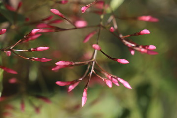 red and green