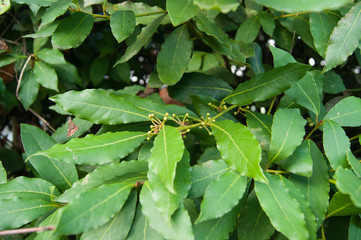 Plant in the garden, bush - bay leaf. Spice, spice. Summer, gifts of nature, warmth, fertility