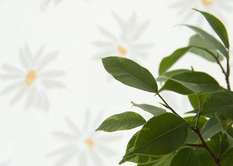 Beautiful green leaves on a background with flowers. Spring concept. Copy space. Pastel colors