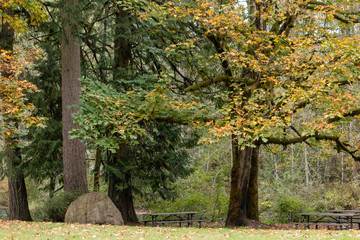 two park benches under maple trees in autumn