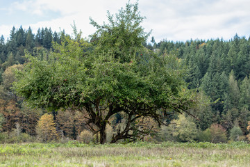 wild apple tree in a grassy clearing