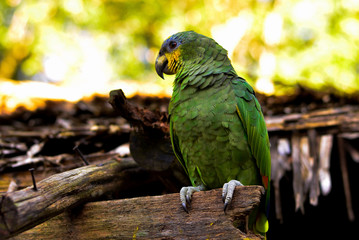 Green parrot of Amazonian forest, Brazil