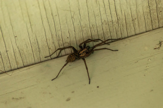 common house spider on old white paint