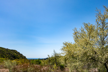 Obraz premium 湘南国際村 大楠山 ハイキングコース 