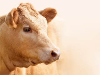 Portrait of a young cow in beige or peach color