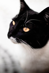 Gato blanco y negro, ojos amarillos