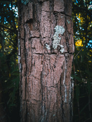 bark of a tree