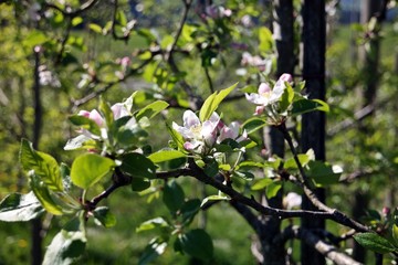 apple blossom 3