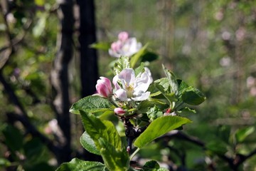 apple blossom 2