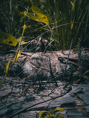 crocodile in the pond