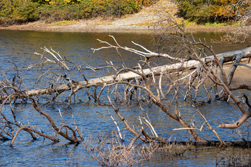 branches of a dead tree in a pond