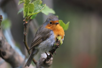 paysage au printemps oiseau du jardin rouge-gorge 