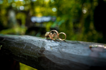 Obraz premium Wedding rings close-up near a crawling snail during sunset
