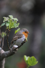 paysage au printemps oiseau du jardin rouge-gorge 