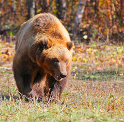 Fototapeta premium Brown Bear Ursus arctos running on the forest on Kamchatka