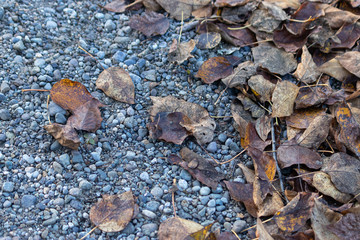 brown and yellow fall leaves on gray gravel