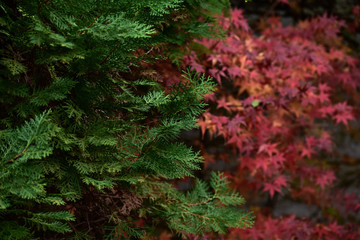 red and green leaves