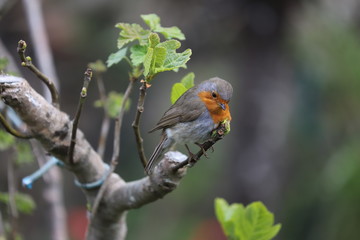 paysage au printemps oiseau du jardin rouge-gorge 