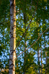 frisches Birkenlaub im Abendlicht | Birke | birch | Betula sp.