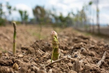 Cultivo de Espárragos