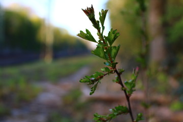 spring in the forest