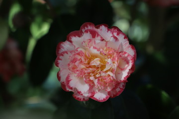 paysage d'un jardin fleuri au printemps