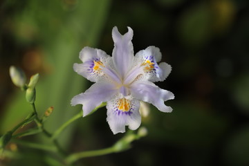 paysage d'un jardin fleuri au printemps