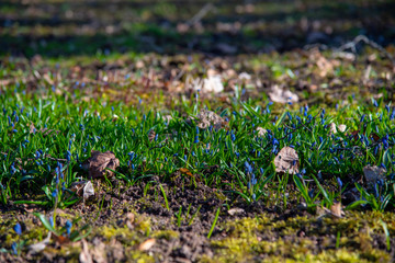 Blue spring primroses and young grass on the bare ground.