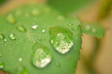 flowers, rainy day, roses, plants
