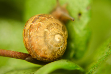 snail, plant, nature, rainy day