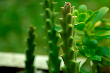 cactus ans succulent