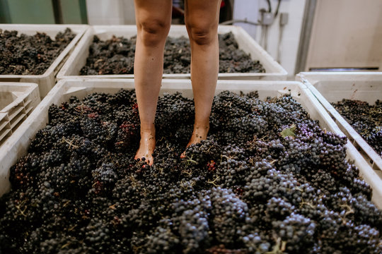 A woman stands in bins of grapes for footstomping.