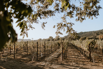 California vineyard in the morning.