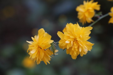 paysage d'un jardin fleuri au printemps