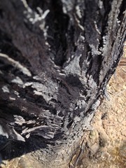 árbol