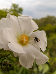 bee on a flower