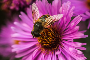 a gurgling fly on a flower
