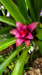 Fototapeta premium Bromelias coloridas en Colombia