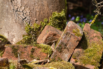 Obraz premium Old broken bricks covered in moss, half hidden in the undergrowth . Found in Stanmore Country Park, Middlesex UK.