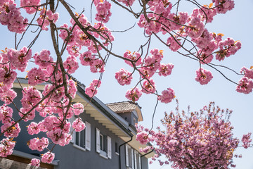 Sakura Cherry Blossom and house in the background