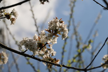 paysage au printemps cerisier en fleurs