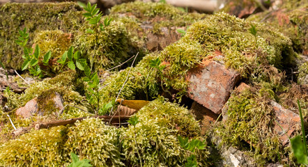 Old broken bricks covered in moss, half hidden in the undergrowth . Found in Stanmore Country Park, Middlesex UK.