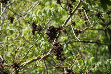 Ash tree springtime brown blossom branches