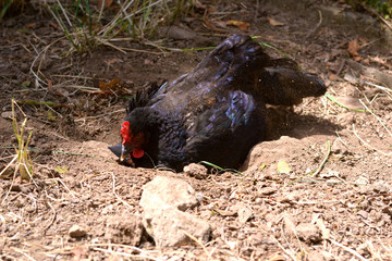 Ground bathing hen