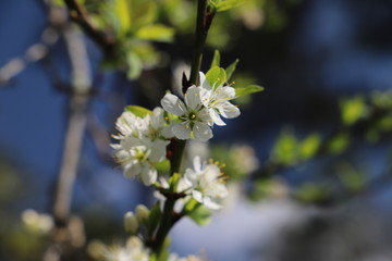 paysage au printemps cerisier en fleurs