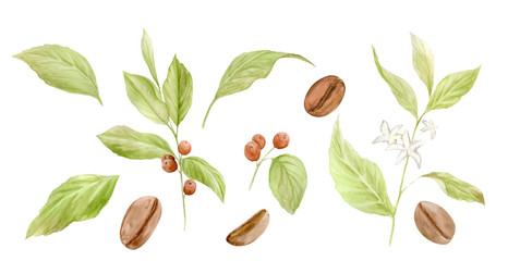 Watercolor coffee illustrations. Hand painted branches of coffee, red coffee beans, flowers