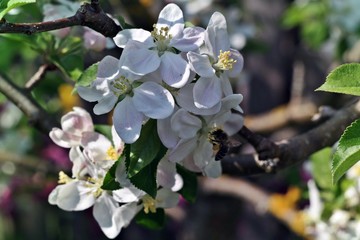 blossoming of apple trees 4