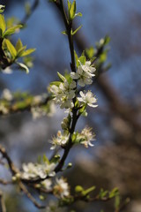 paysage au printemps cerisier en fleurs