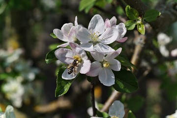 blossoming of apple trees 3